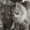 Cat black and white photo