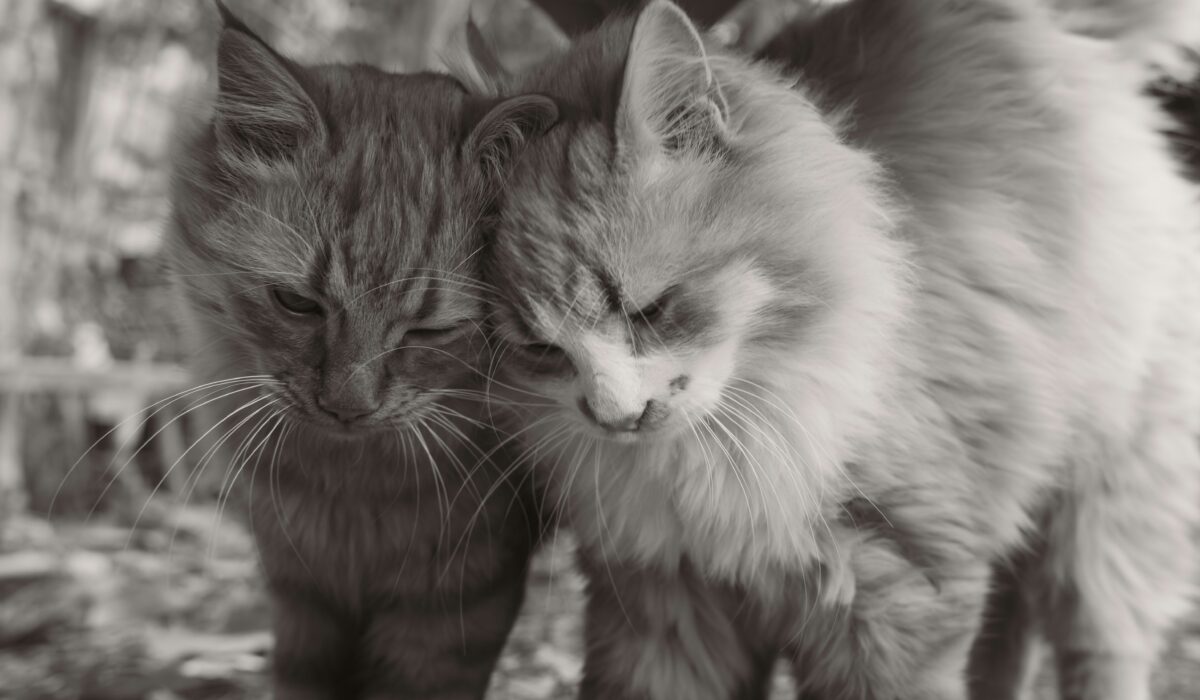 Cat black and white photo
