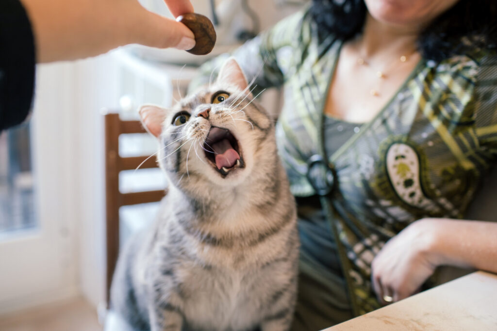 Cat Yawning