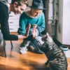 3-3-3 rule for cats, cat adoption NY, how to help cat adjust, new cat tips, NYC cat owner guide