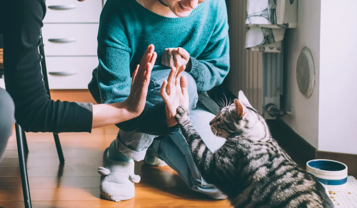 3-3-3 rule for cats, cat adoption NY, how to help cat adjust, new cat tips, NYC cat owner guide