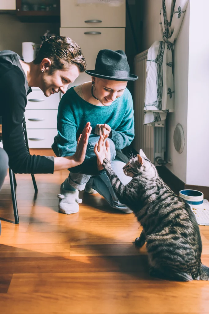 3-3-3 rule for cats, cat adoption NY, how to help cat adjust, new cat tips, NYC cat owner guide